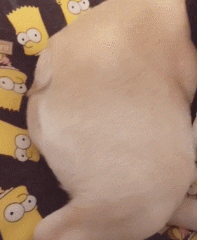 狗子：给你脸了？你再打一下试试看？